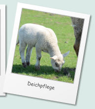 Deichpflege